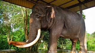 sri-lanka-elephant-blind