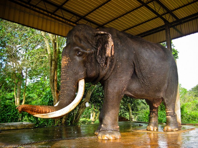 sri-lanka-elephant-blind