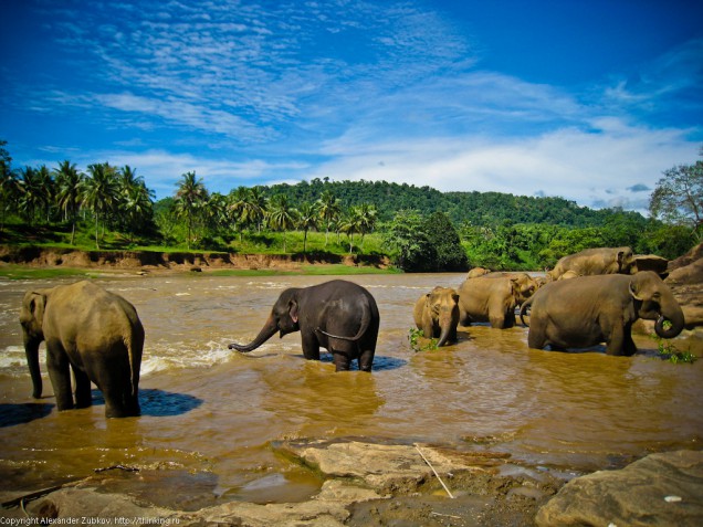 sri-lanka-elephants