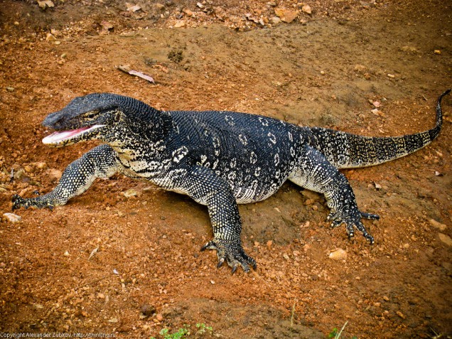 sri-lanka-varan
