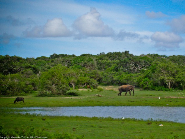 sri-lanka-yala